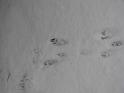 2008-12-07_First_Snow 014